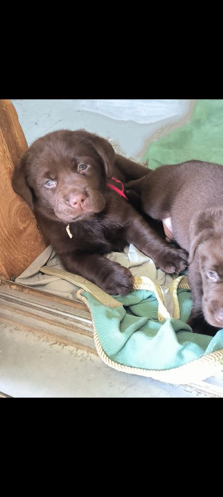 du Haras des Ifs - Chiots disponibles - Labrador Retriever