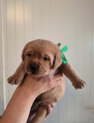 Chiot N°1