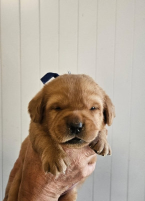Chiot N°2