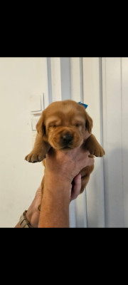 Chiot N°3
