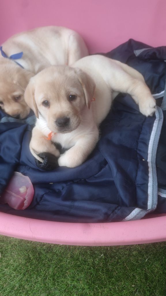 du Haras des Ifs - Chiots disponibles - Labrador Retriever