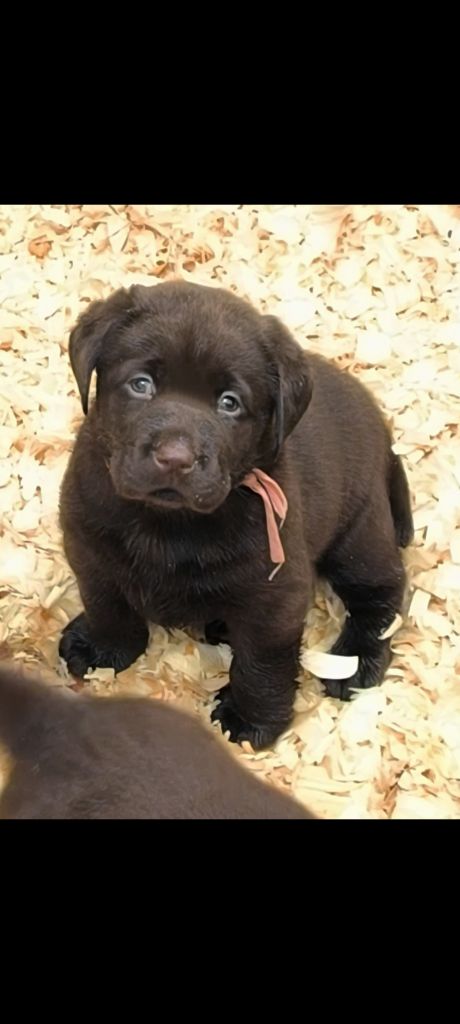 du Haras des Ifs - Chiots disponibles - Labrador Retriever