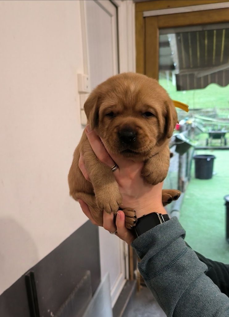 du Haras des Ifs - Chiots disponibles - Labrador Retriever