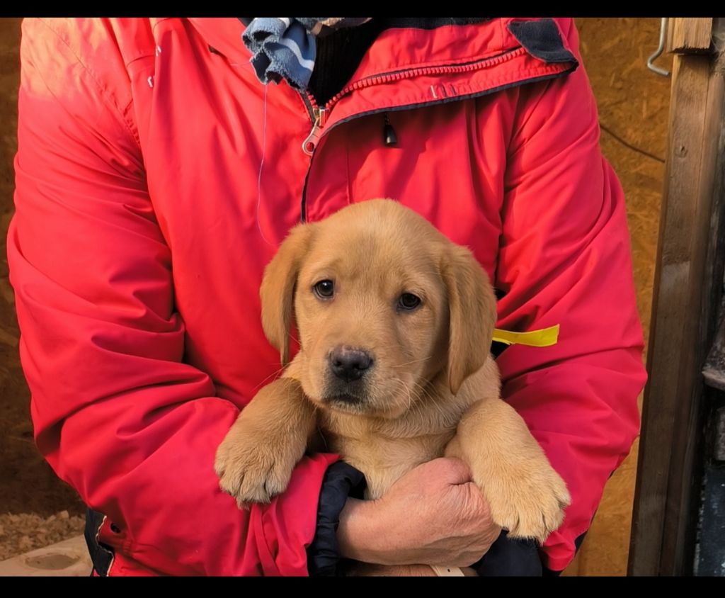 du Haras des Ifs - Chiots disponibles - Labrador Retriever