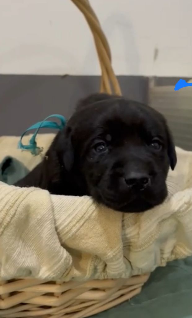 du Haras des Ifs - Chiots disponibles - Labrador Retriever