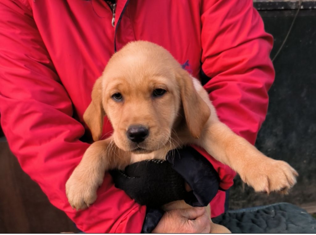 du Haras des Ifs - Chiots disponibles - Labrador Retriever