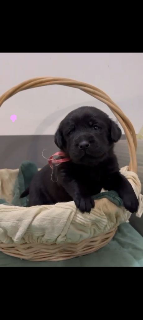 du Haras des Ifs - Chiots disponibles - Labrador Retriever