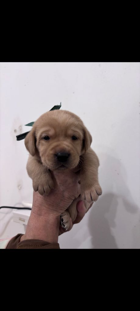 du Haras des Ifs - Chiots disponibles - Labrador Retriever