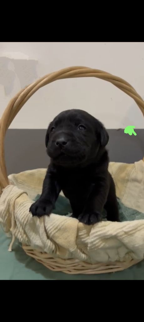 du Haras des Ifs - Chiots disponibles - Labrador Retriever